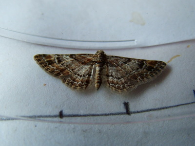 Double-striped Pug